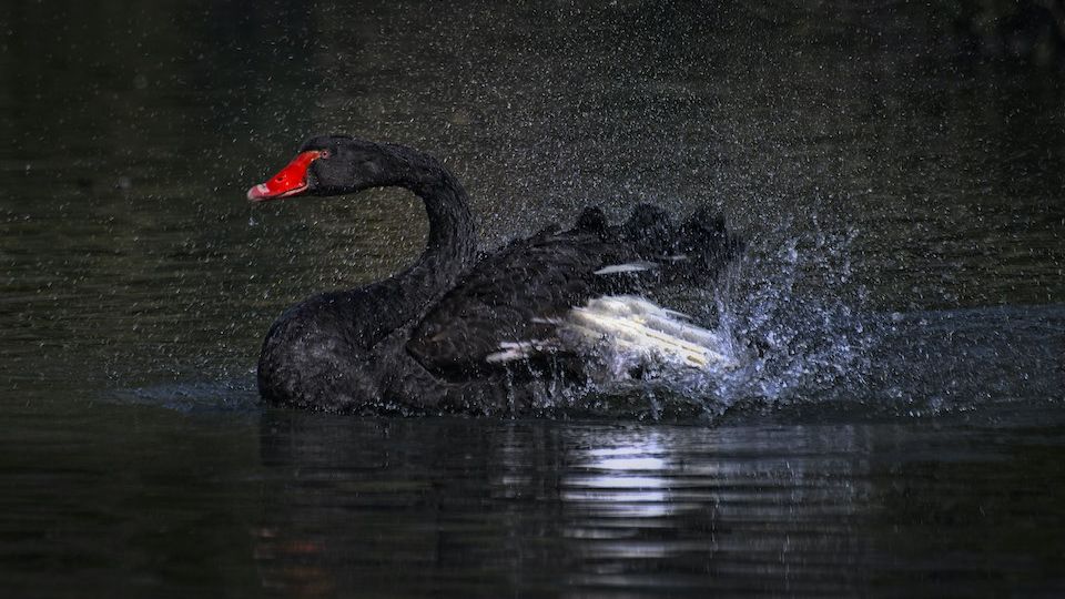 black swan shaking water from feathers on lake